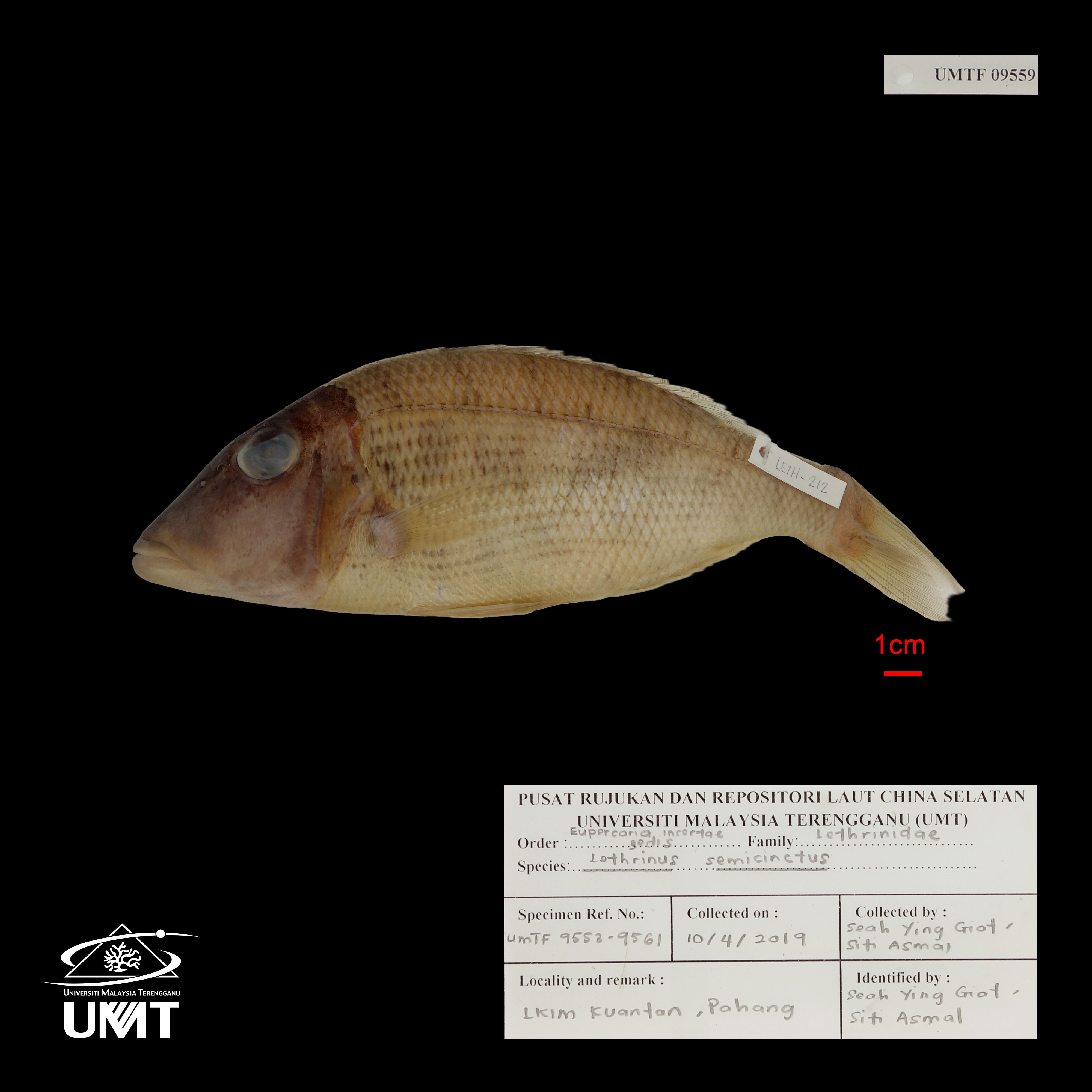 Specimen image